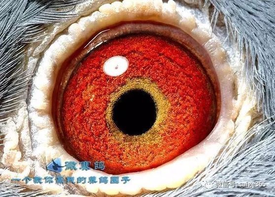 金龍魚鴿業(yè)八冠王是誰：金龍魚鴿業(yè)八冠王
