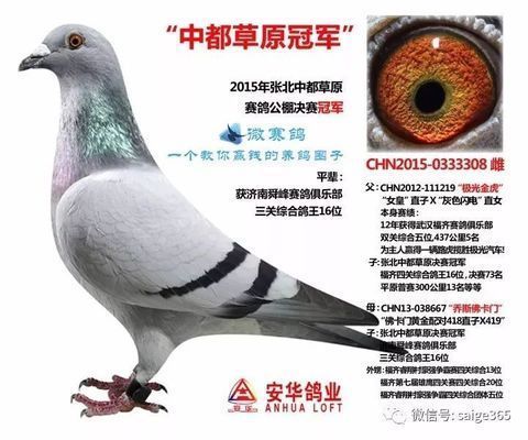 金龍魚鴿業(yè)八冠王是誰：金龍魚鴿業(yè)八冠王