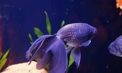 龍魚魚鰭充血一般幾天能好