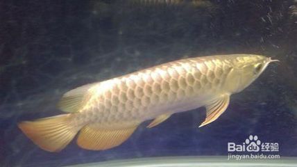 金龍魚生長環境：金龍魚的生長環境需要注意的事項