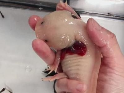 六角恐龍魚缸怎么清理，六角恐龍魚缸換水技巧六角恐龍魚缸換水技巧