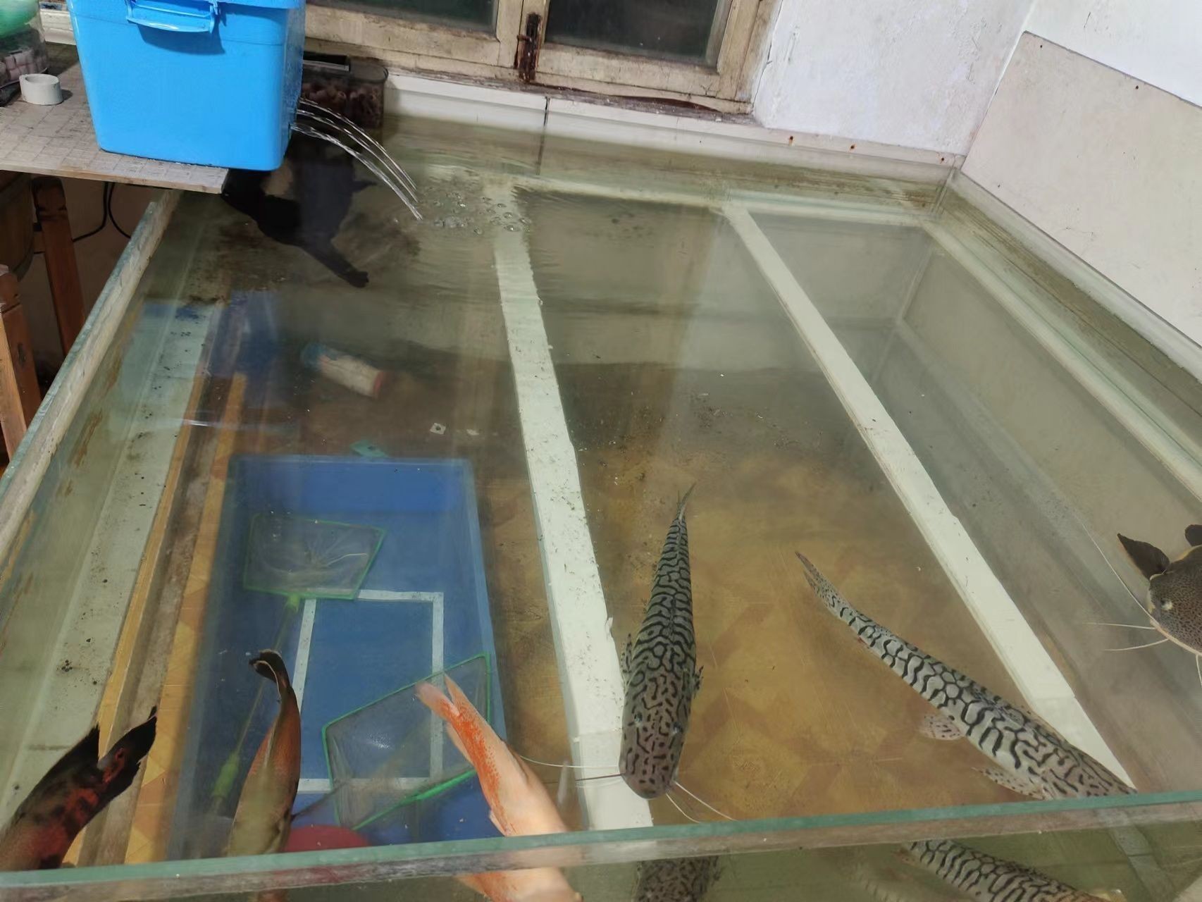 六角恐龍魚缸怎么清理，六角恐龍魚缸換水技巧六角恐龍魚缸換水技巧