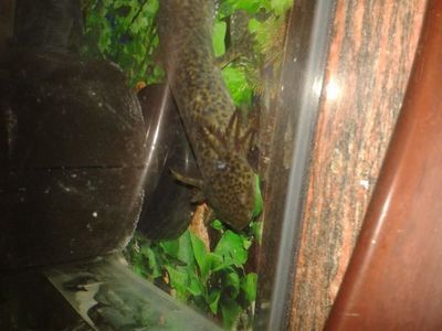 六角恐龍魚缸怎么清理，六角恐龍魚缸換水技巧六角恐龍魚缸換水技巧