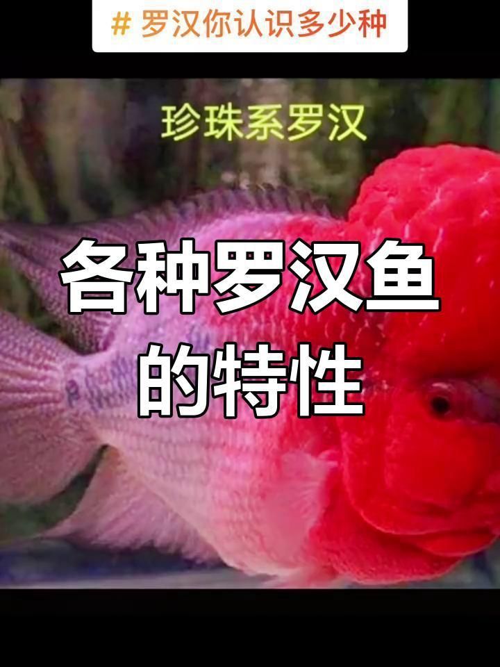 羅漢魚品種介紹大全