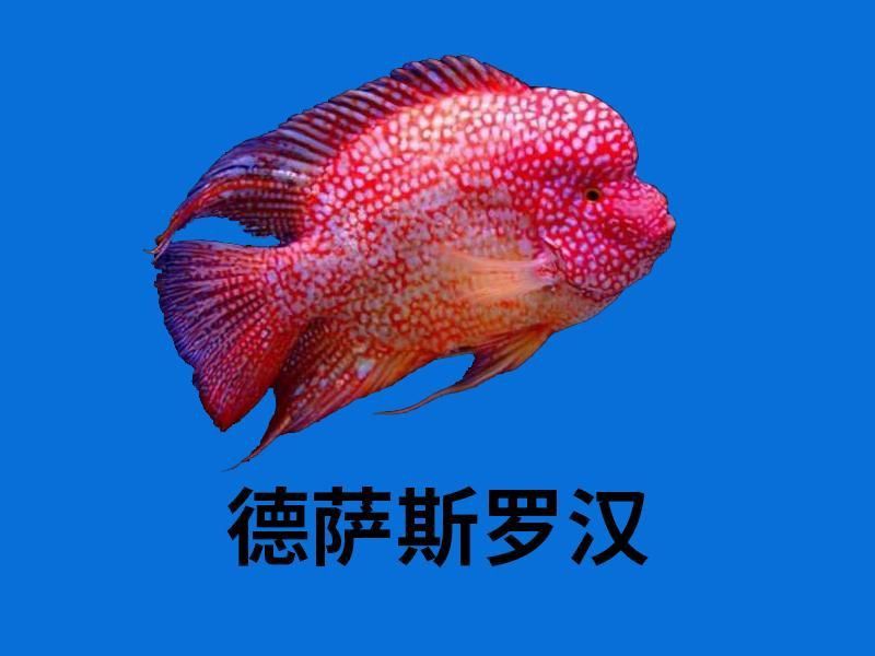 羅漢魚品種介紹大全