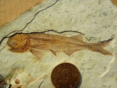 龍魚化石價格多少：龍魚化石價格因具體條件而異，龍魚化石價格多少