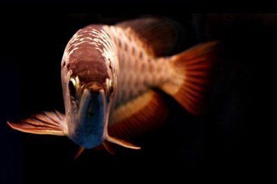 新入缸的龍魚進食了怎么辦：新入缸的龍魚進食了怎么辦新入缸的龍魚進食了怎么辦