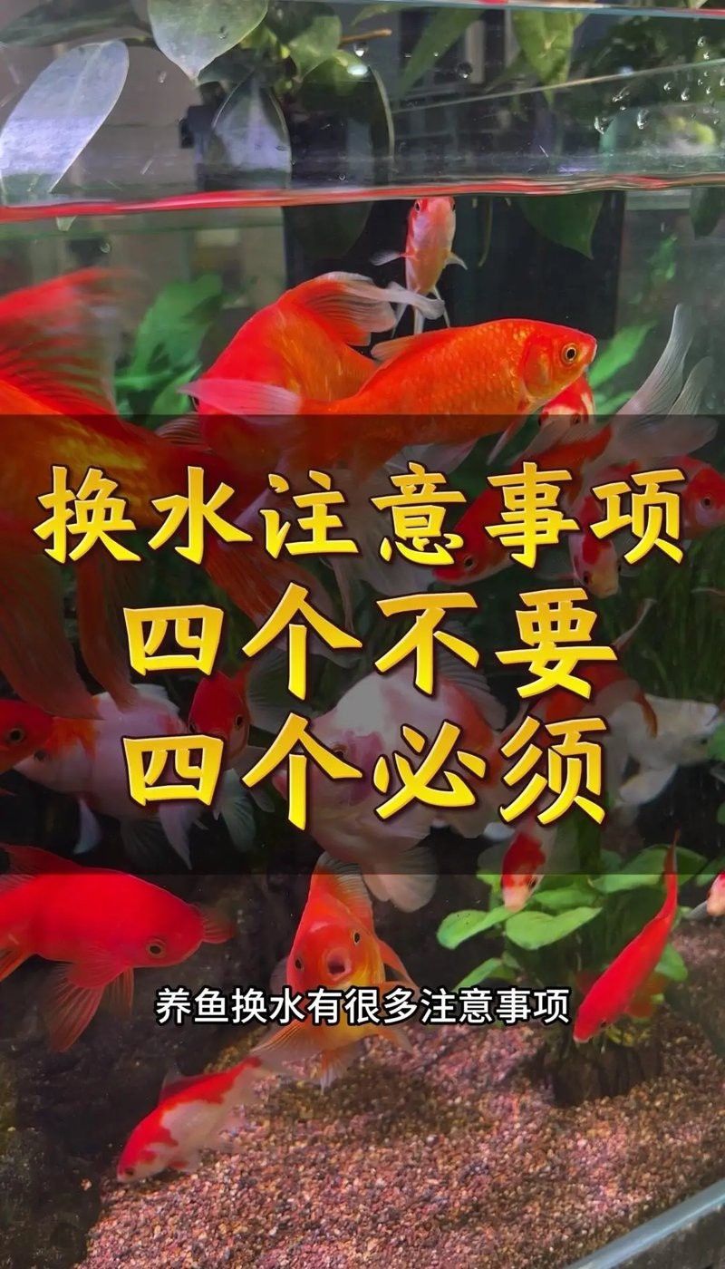 藍曼龍魚換水后需要做什么？