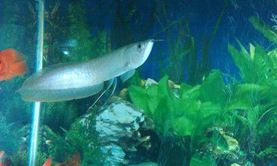 銀龍魚換水操作步驟：銀龍魚定期更換水質對于保持銀龍魚的健康至關重要