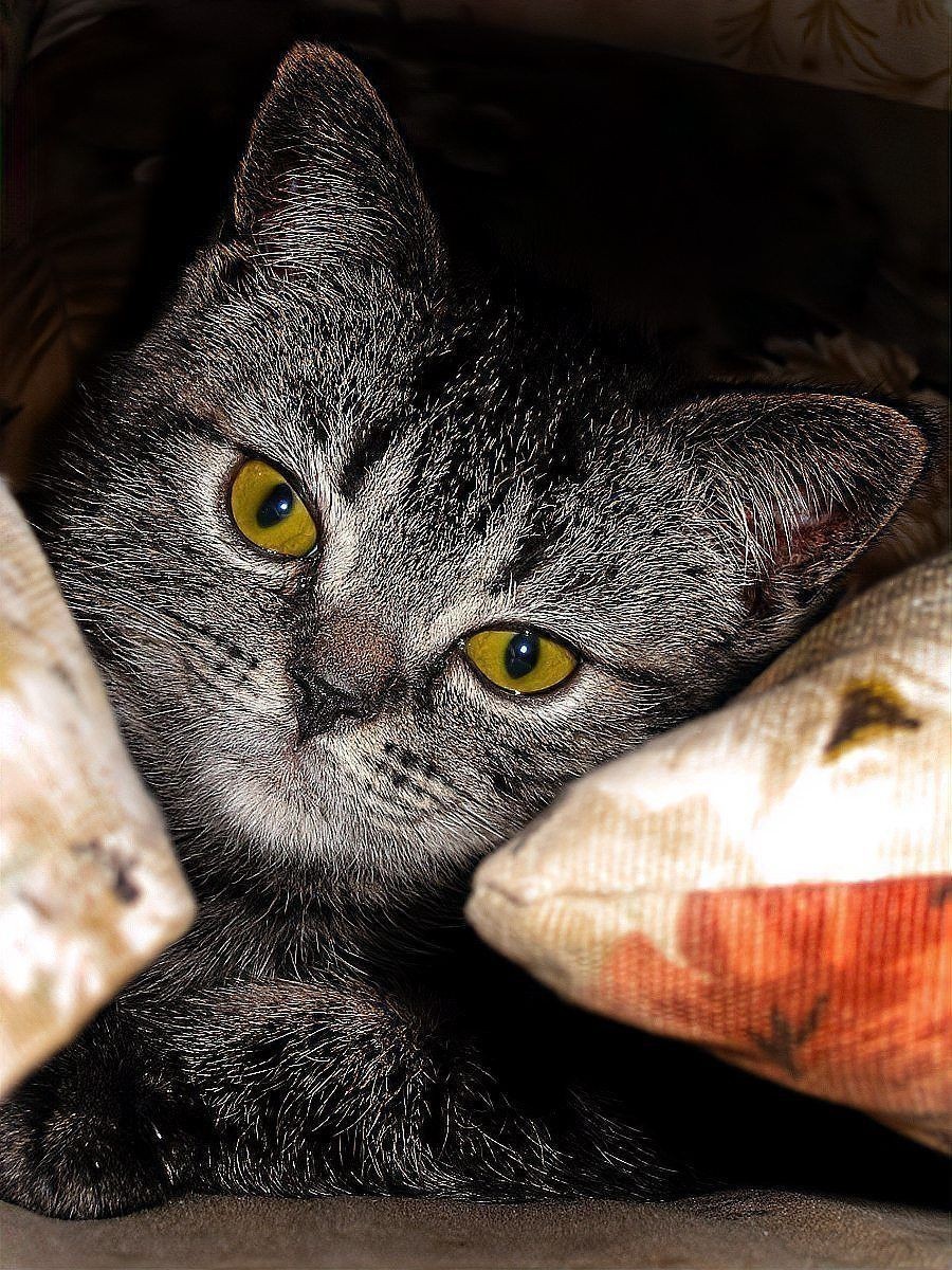 金色眼睛的貓是什么品種