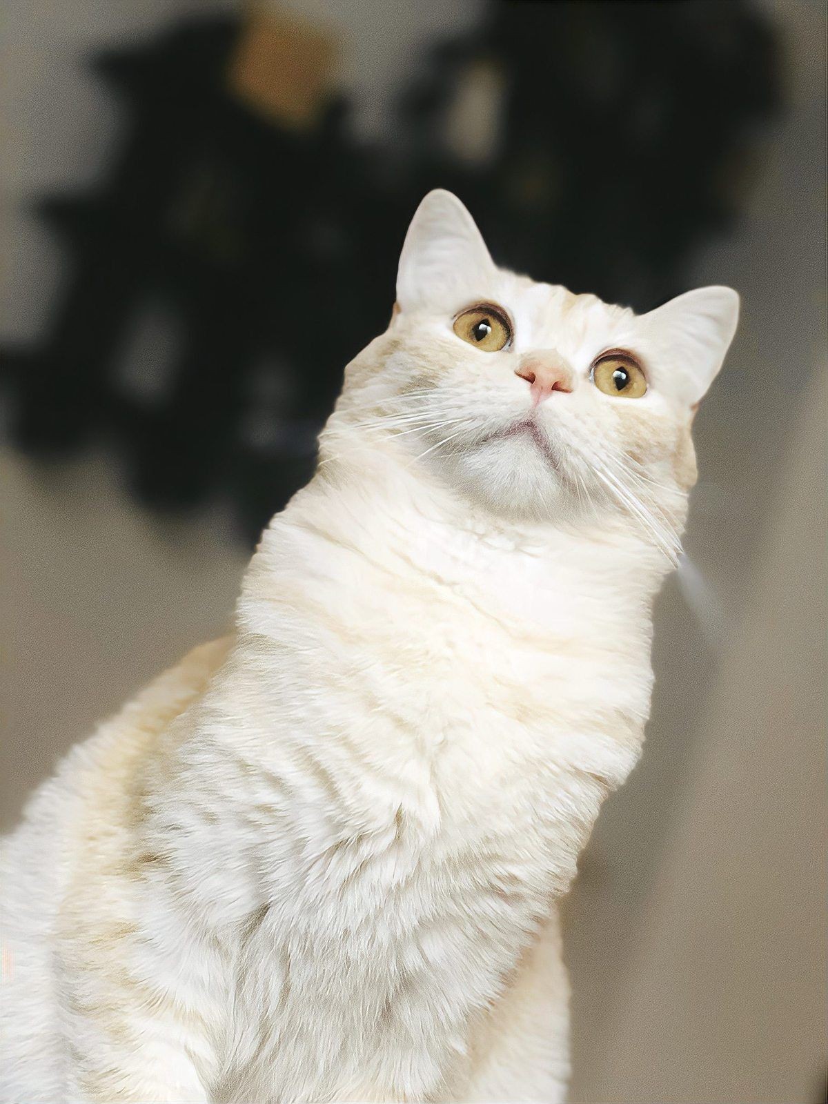 金色眼睛的貓是什么品種