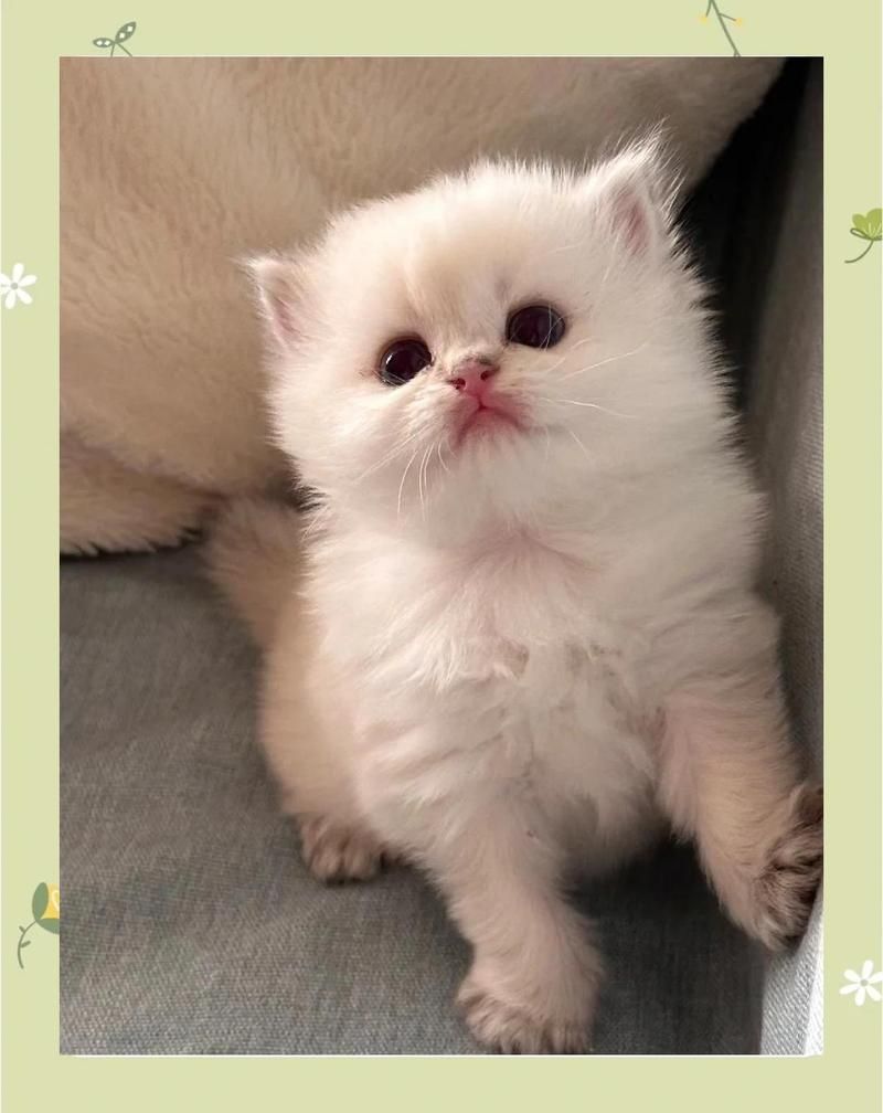 金色眼睛的貓是什么品種