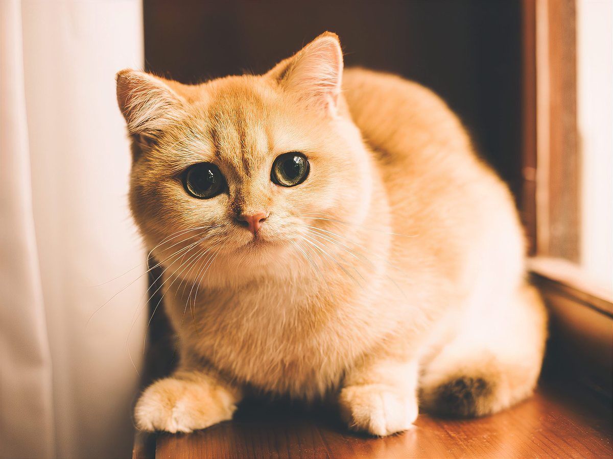 金色眼睛的貓是什么品種