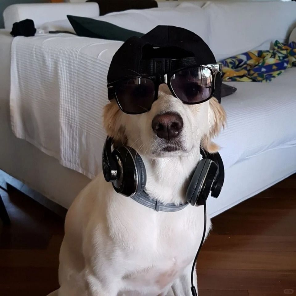 金色眼睛的貓是什么品種