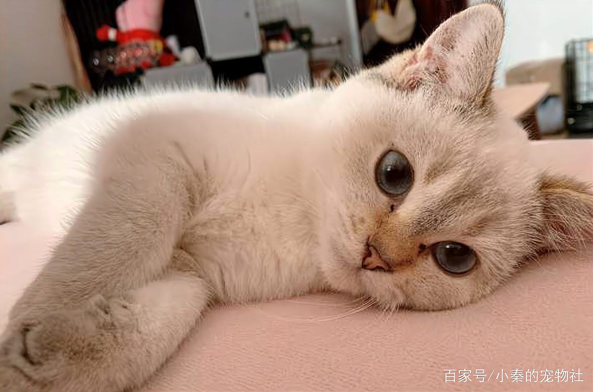 金色眼睛的貓是什么品種