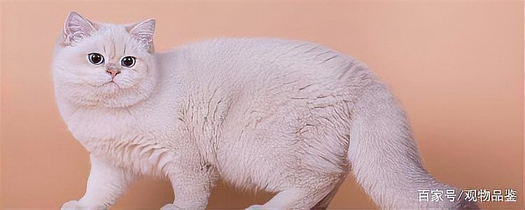 金色眼睛的貓是什么品種