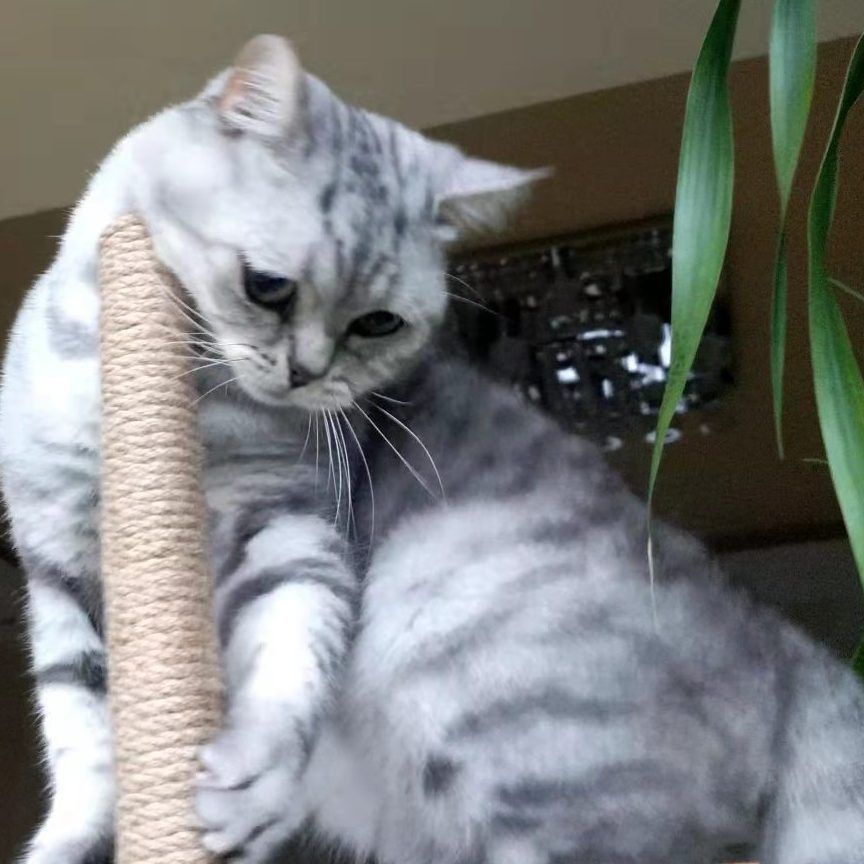 金色眼睛的貓是什么品種