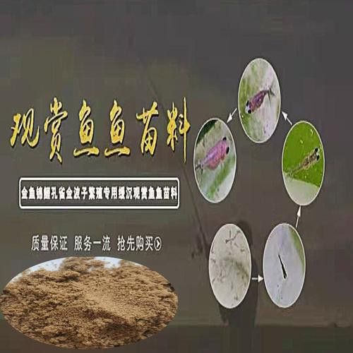 有哪些適合幼魚的龍魚飼料？