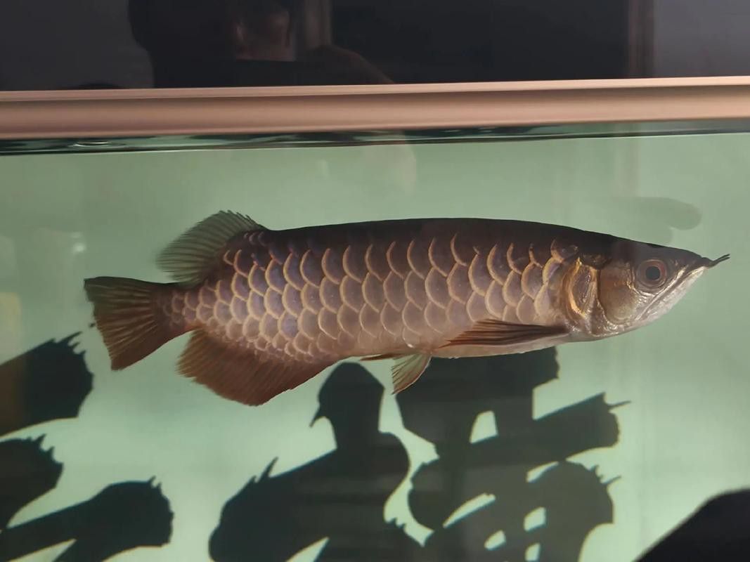 龍魚翻鰓初期圖片 龍魚百科 第6張 龍魚翻鰓初期圖片 龍魚翻鰓初期圖片 龍魚百科 第6張