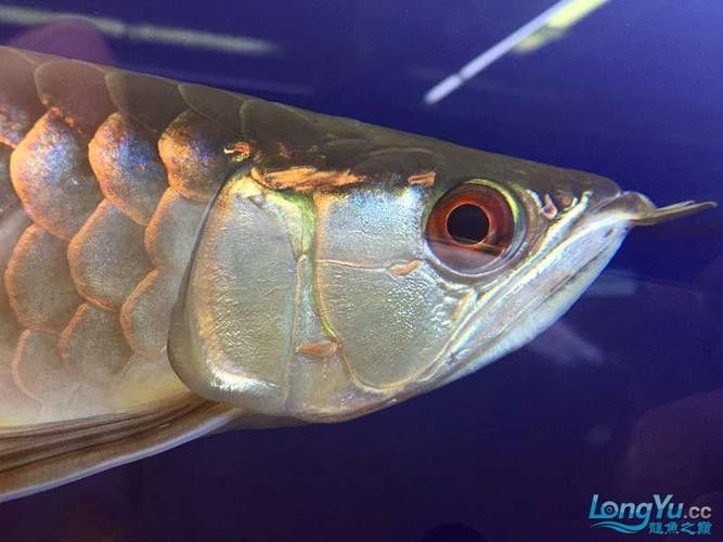 龍魚翻鰓初期圖片 龍魚百科 第17張 龍魚翻鰓初期圖片 龍魚翻鰓初期圖片 龍魚百科 第17張