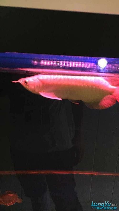 龍魚翻鰓初期圖片 龍魚翻鰓初期圖片 龍魚百科 第20張
