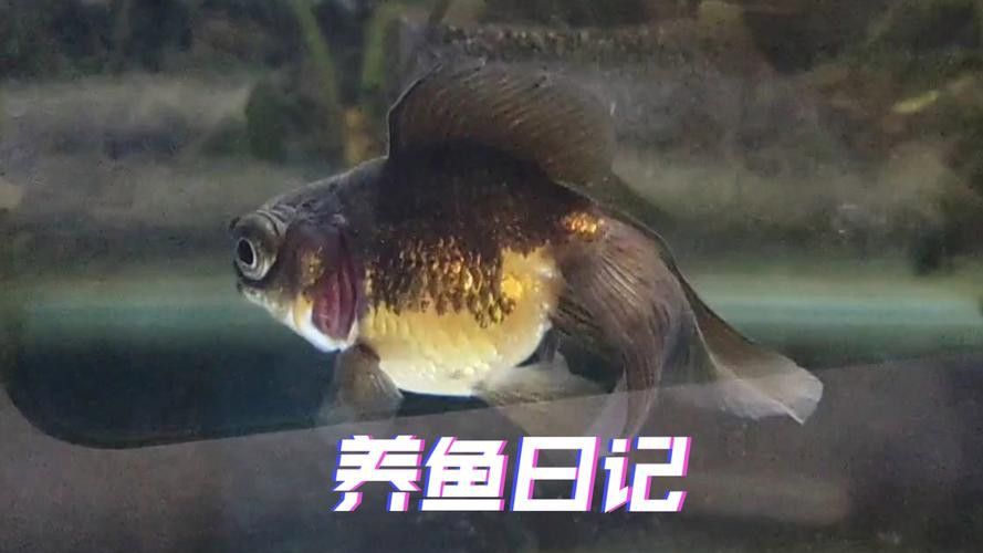 龍魚翻鰓初期圖片 龍魚百科 第19張 龍魚翻鰓初期圖片 龍魚翻鰓初期圖片 龍魚百科 第19張