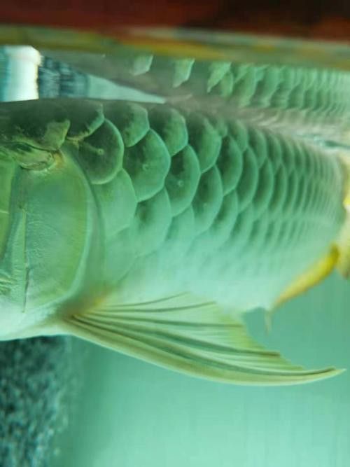 龍魚翻鰓初期圖片 龍魚百科 第18張 龍魚翻鰓初期圖片 龍魚翻鰓初期圖片 龍魚百科 第18張
