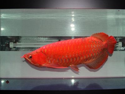 紅龍魚(yú)比金龍魚(yú)貴嗎多少錢(qián)一條：紅龍魚(yú)和金龍魚(yú)的價(jià)格需根據(jù)實(shí)際情況而定