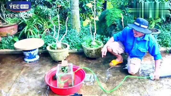 各種龍魚的價格一覽表大全（各種龍魚價格一覽表）