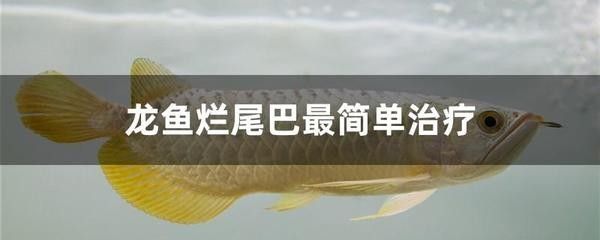 龍魚爛尾巴恢復要多久才能好起來呢