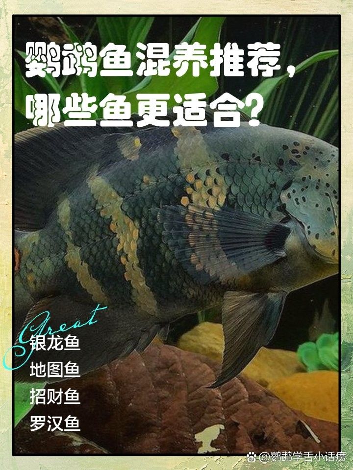 銀龍魚能吃鸚鵡魚飼料嗎怎么喂
