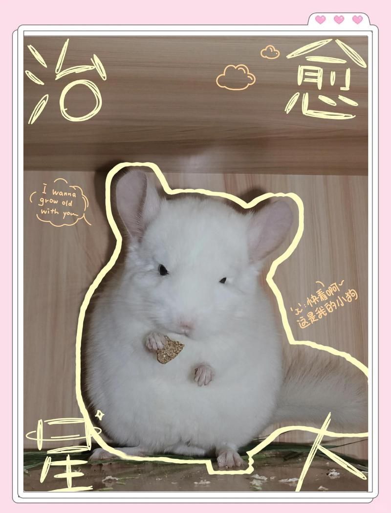 如何訓(xùn)練龍貓?jiān)诠潭ǖ攸c(diǎn)排便？