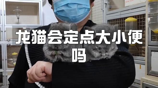 如何訓(xùn)練龍貓?jiān)诠潭ǖ攸c(diǎn)排便？