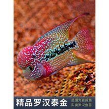 羅漢魚苗批發 龍魚百科 第5張 羅漢魚苗批發 羅漢魚苗批發 龍魚百科 第5張