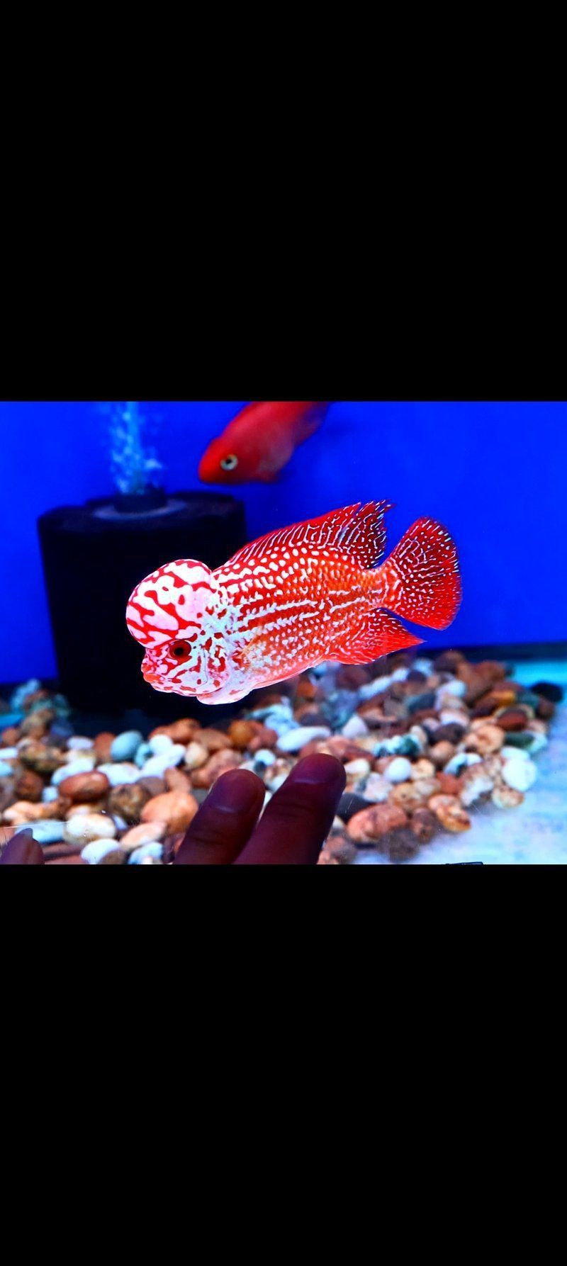 羅漢魚苗批發 龍魚百科 第12張 羅漢魚苗批發 羅漢魚苗批發 龍魚百科 第12張