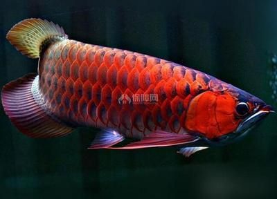 紅龍魚代表什么：紅龍魚為什么被視為財富和地位的象征？