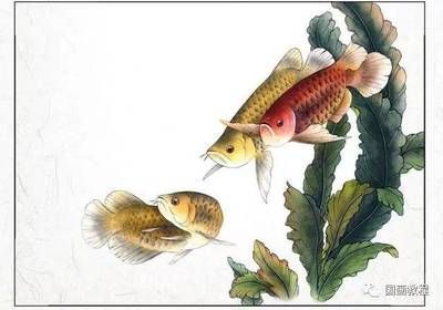 金龍魚畫法（金龍魚畫法步驟詳解，金龍魚色彩搭配方法詳細步驟）