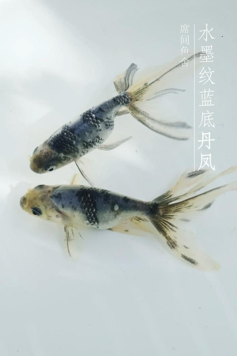 藍底金龍100種魚圖鑒