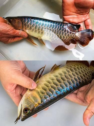 藍底金龍100種魚圖鑒
