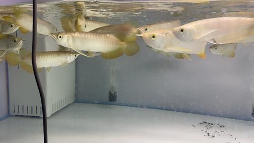 藍底金龍100種魚圖鑒