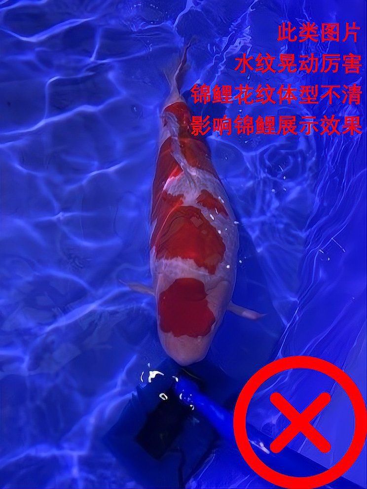 如何拍攝高質量的金龍魚苗圖片？