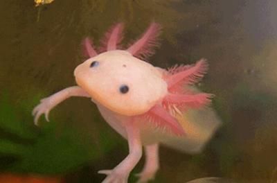 世界最貴的龍魚排名前十名：世界上最貴的龍魚排名前十名是什么？