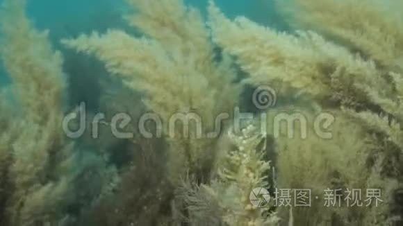 海龍魚圖片大全欣賞視頻