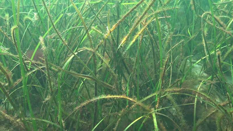海龍魚圖片大全欣賞視頻