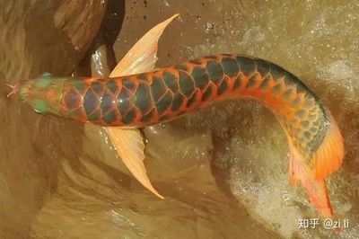 龍魚養殖場微信公眾號：龍魚養殖場微信公眾號關注方法，