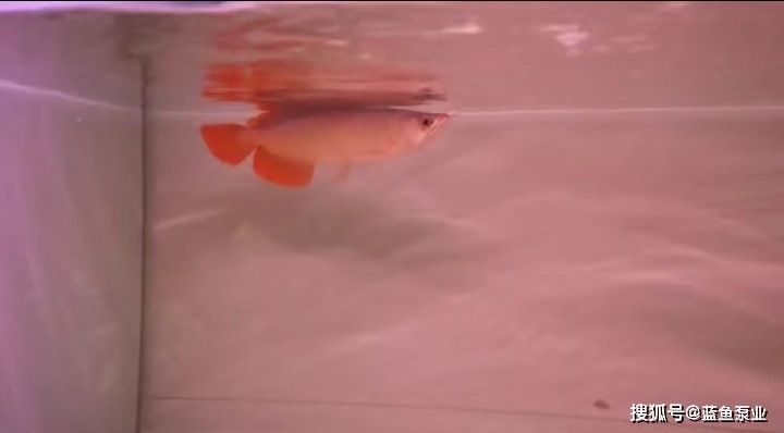 龍魚的發展現狀（人工繁殖龍魚最早誕生于馬來西亞柔佛州岑株吧轄縣）
