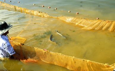 養殖金龍魚魚場（養殖金龍魚的魚場需要具備先進的設施、科學的管理、靈活的經營策略）