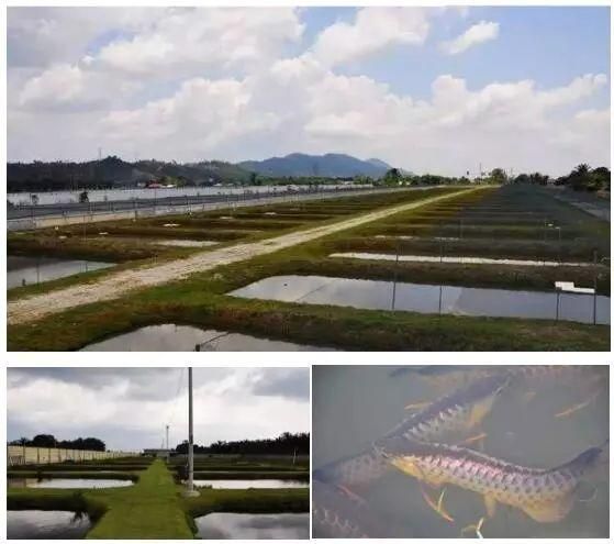 養殖金龍魚魚場（養殖金龍魚的魚場需要具備先進的設施、科學的管理、靈活的經營策略）