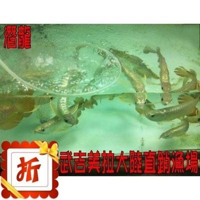 養殖金龍魚魚場（養殖金龍魚的魚場需要具備先進的設施、科學的管理、靈活的經營策略）