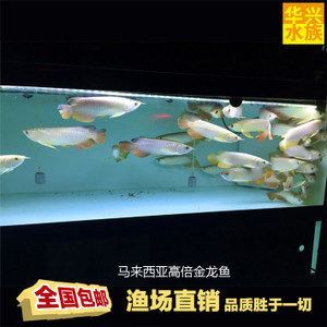 養殖金龍魚魚場（養殖金龍魚的魚場需要具備先進的設施、科學的管理、靈活的經營策略）